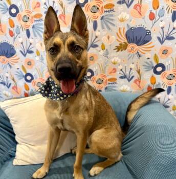 Belgian Shepherd Malinois and German Shepherd Dog Dogs Available for Adoption in Friendswood, Texas - Poppy Smart Girlie | PetCurious