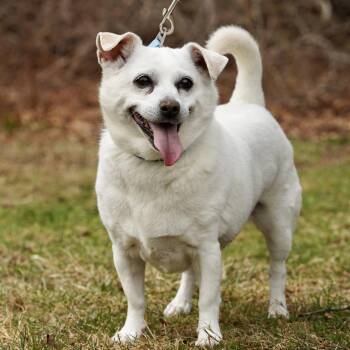 Lexi -  Mixed Breed and Chihuahua Dog for Adoption in Scituate, Massachusetts - Lexi | PetCurious