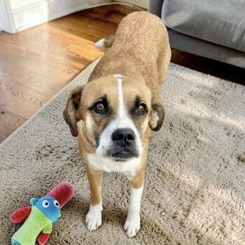 Boxer and Beagle Dogs Available for Adoption - Hula | PetCurious