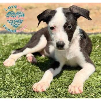Violet Litter-Valencia -  Hound and Border Collie Dog for Adoption in Inglewood, California - Violet Litter-Valencia | PetCurious