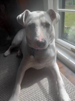 Ozzy -  Labrador Retriever Dog Available for Adoption in Chatham, New Jersey - Ozzy | PetCurious