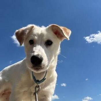 Maya -  Terrier and Mixed Breed Dog for Adoption - Maya | PetCurious