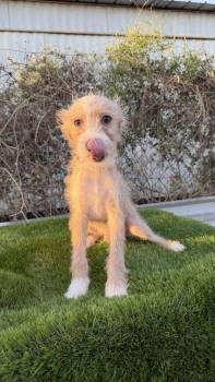 Mango -  Terrier Dog for Adoption in Harlingen, Texas - Mango | PetCurious