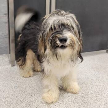 Tucker -  Shih Tzu Dog for Adoption in Cooperstown, New York - Tucker | PetCurious