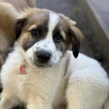 Gemini -  Mixed Breed Dog for Adoption in Portland, Oregon - Gemini | PetCurious