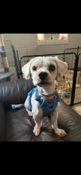 Rudy -  Maltese Dog for Adoption in Greensburg, Pennsylvania - Rudy | PetCurious