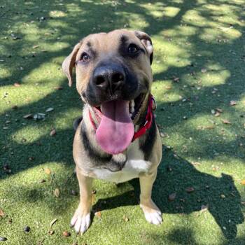 Jasper -  Mixed Breed Dog for Adoption in Titusville, Florida - Jasper | PetCurious
