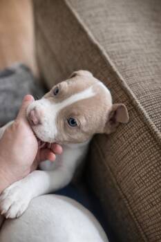 Mixed Breed Dogs Available for Adoption - Crackle | PetCurious