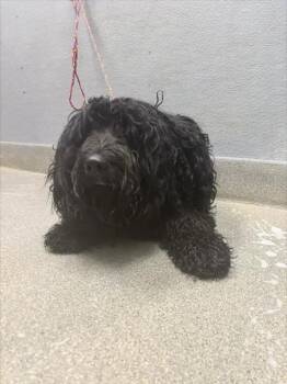 HEI HEI -  Poodle and Golden Retriever Dog for Adoption in Las Vegas, Nevada - HEI HEI | PetCurious
