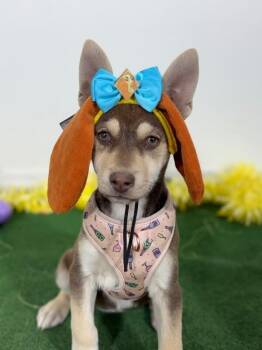 Husky and Labrador Retriever Dogs Available for Adoption in Carlsbad, California - Cece-One Of Our Amazing Rescue Dogs | PetCurious