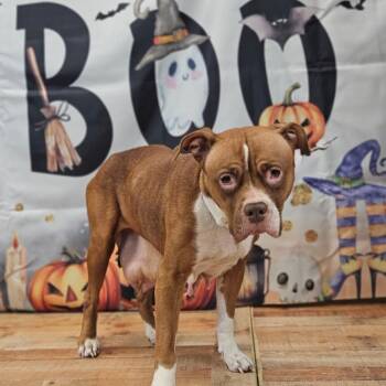 JuJuBee -  Bullmastiff and Mixed Breed Dog for Adoption in East St. Louis, Illinois - JuJuBee | PetCurious