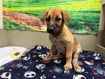 A554036 -  German Shepherd Dog and Mixed Breed Dog for Adoption in Moreno Valley, California - A554036 | PetCurious