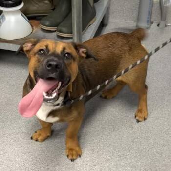 Meatball -  Hound Dog for Adoption in Martinsville, Virginia - Meatball | PetCurious
