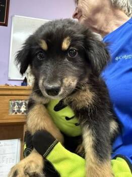 Gemma -  Mixed Breed Dog for Adoption in West Chester, Pennsylvania - Gemma | PetCurious