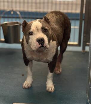 FEISTY -  Mixed Breed Dog for Adoption in Dallas, Texas - FEISTY | PetCurious