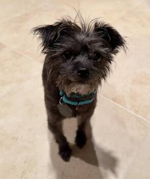 Azalea -  Yorkshire Terrier and Poodle Dog for Adoption in Beavercreek, Oregon - Azalea | PetCurious