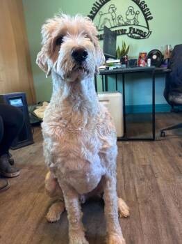 Old English Sheepdog and Standard Poodle Dogs Available for Adoption - Jobie Jan 26 | PetCurious