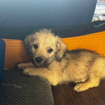 Terrier Dogs Available for Adoption - Athena | PetCurious
