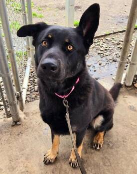 German Shepherd Dog and Siberian Husky Dogs Available for Adoption - CLIFFORD | PetCurious