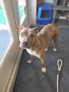 Trinity -  Terrier Dog for Adoption in Hartford City, Indiana - Trinity | PetCurious