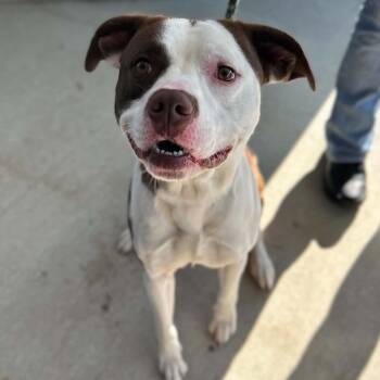 Yang -  Mixed Breed Dog for Adoption in Manchester, Tennessee - Yang | PetCurious