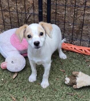 Nacho -  Chihuahua and Dachshund Dog for Adoption in Apache Junction, Arizona - Nacho | PetCurious