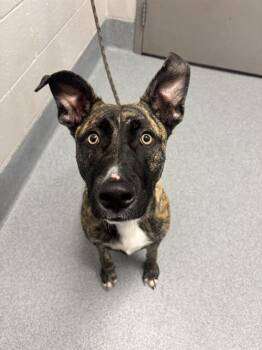 JYPSIE -  German Shepherd Dog and Mixed Breed Dog for Adoption in Indianapolis, Indiana - JYPSIE | PetCurious