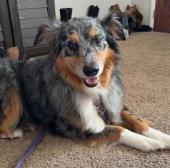 Boomer -  Cattle Dog and Mixed Breed Dog for Adoption in Clinton, Missouri - Boomer | PetCurious