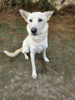 Sky -  German Shepherd Dog and Labrador Retriever Dog for Adoption in Foley, Alabama - Sky | PetCurious