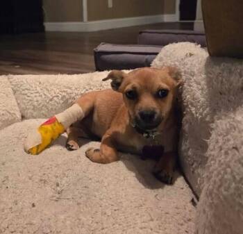 Chihuahua Dogs Available for Adoption - Benito | PetCurious