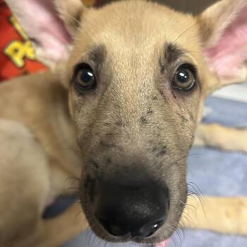 Shepherd and Great Dane Dogs Available for Adoption - Rico | PetCurious