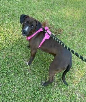 Rescue Mixed Breed Dogs for Adoption in Taycheedah, Wisconsin - Genevieve | PetCurious