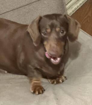Cordelia -  Dachshund Dog for Adoption in Sioux Falls, South Dakota - Cordelia | PetCurious