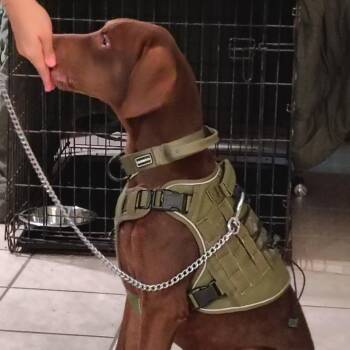 Hamlet -  Chocolate Labrador Retriever and Mixed Breed Dog for Adoption in Corpus Christi, Texas - Hamlet | PetCurious