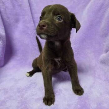 Lallu -  Labrador Retriever and Husky Dog for Adoption in Carencro, Louisiana - Lallu | PetCurious