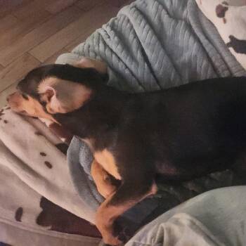 Maisy -  Dachshund and Chihuahua Dog for Adoption in Baton Rouge, Louisiana - Maisy | PetCurious