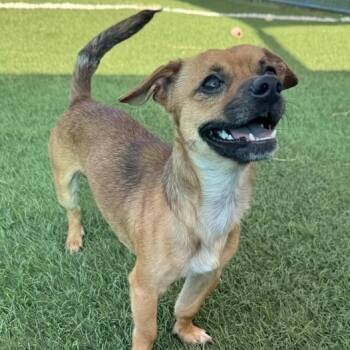 Pistol -  Pug Dog for Adoption in Williston, Vermont - Pistol | PetCurious