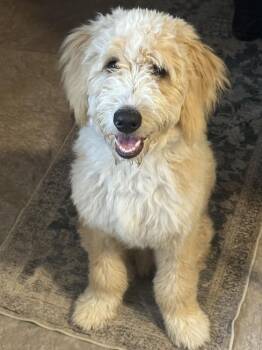 Chance -  Goldendoodle Dog for Adoption - Chance | PetCurious