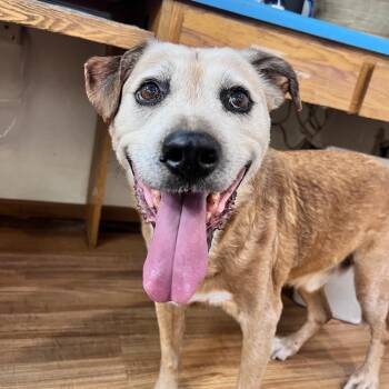 Wilbert -  Retriever and Mixed Breed Dog for Adoption in Grand Junction, Colorado - Wilbert | PetCurious