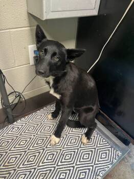 Husky and Labrador Retriever Dogs Available for Adoption - Emma | PetCurious