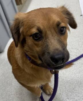 Rescue Terrier and Mixed Breed Dogs for Adoption in Honolulu, Hawaii - Denny | PetCurious