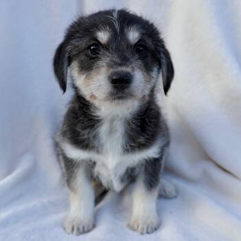 Terrier and Schnauzer Dogs Available for Adoption - Pippa | PetCurious