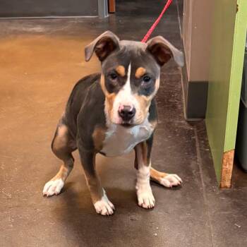 Pit Bull Terrier Dogs Available for Adoption in Norman, Oklahoma - Maka | PetCurious