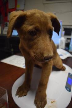 Labrador Retriever and Mixed Breed Dogs Available for Adoption in Pahrump, Nevada - Onyx P1 | PetCurious