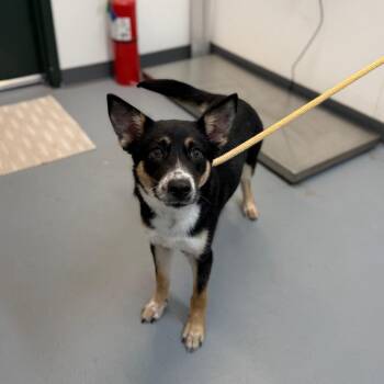 Archie Manning -  German Shepherd Dog and Husky Dog Available for Adoption in Carencro, Louisiana - Archie Manning | PetCurious