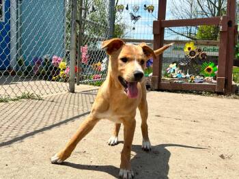 Labrador Retriever Dogs Available for Adoption in Brunswick, Ohio - Marshmallow | PetCurious