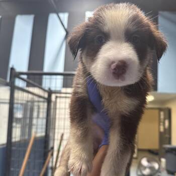 Hawa -  Shepherd Dog for Adoption in Edinburg, Texas - Hawa | PetCurious