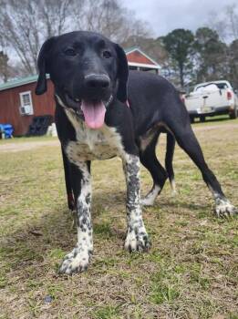 Pointer Dogs Available for Adoption - Golden Graham | PetCurious