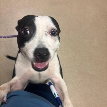 Janie -  Pit Bull Terrier and Mixed Breed Dog for Adoption in Bristol, Indiana - Janie | PetCurious