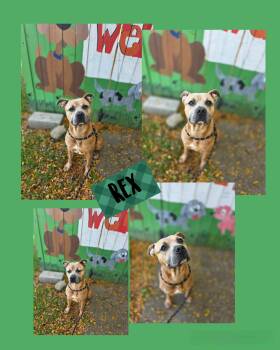 Rescue Mixed Breed Dogs for Adoption in Binghamton, New York - Rex | PetCurious